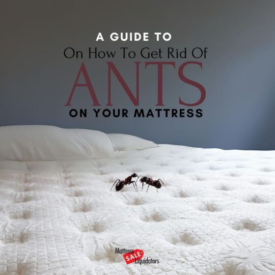 ants-on-mattress-blog-title-A-Guide-On-How-To-Get-Rid-of-Ants-on-Your-Mattress-Instagram-Post